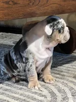 Coraline, a female English Bulldog for sale in Phoenix, AZ – 6 of 7