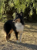 Twix, a male Shetland Sheepdog for sale in Phoenix, AZ – 3 of 6