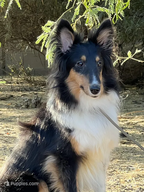 Twix – Shetland Sheepdog puppy for sale in Phoenix, AZ