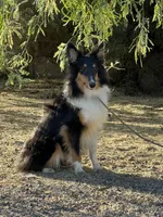 Twix, a male Shetland Sheepdog for sale in Phoenix, AZ – 2 of 6