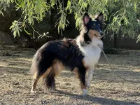 Twix, a male Shetland Sheepdog for sale in Phoenix, AZ – 4 of 6