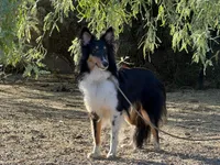 Twix, a male Shetland Sheepdog for sale in Phoenix, AZ – 5 of 6
