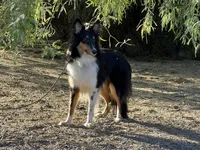 Twix, a male Shetland Sheepdog for sale in Phoenix, AZ – 6 of 6