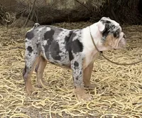 Coraline, a female English Bulldog for sale in Phoenix, AZ – 10 of 10