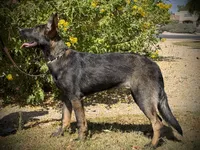 Marketta, a female German Shepherd Dog for sale in Phoenix, AZ – 7 of 7