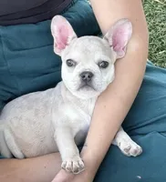 Kingston, a male French Bulldog for sale in Phoenix, AZ – Photo 1 of 2