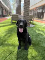 Sully, a male Labrador Retriever for sale in Phoenix, AZ – 1 of 1