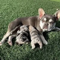 Bunny, a female French Bulldog for sale in Phoenix, AZ – Photo 2 of 5