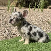 Bunny, a female French Bulldog for sale in Phoenix, AZ – Photo 3 of 5