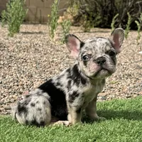 Bunny, a female French Bulldog for sale in Phoenix, AZ – Photo 4 of 5