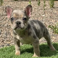 Bunny, a female French Bulldog for sale in Phoenix, AZ – Photo 5 of 5