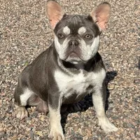 Bunny, a female French Bulldog for sale in Phoenix, AZ – Photo 1 of 5