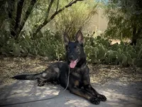 Marketta, a female German Shepherd Dog for sale in Phoenix, AZ – 4 of 7