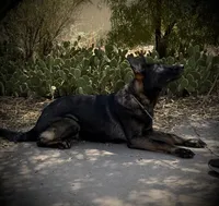 Marketta, a female German Shepherd Dog for sale in Phoenix, AZ – 5 of 7