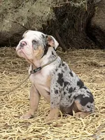 Coraline, a female English Bulldog for sale in Phoenix, AZ – 8 of 10