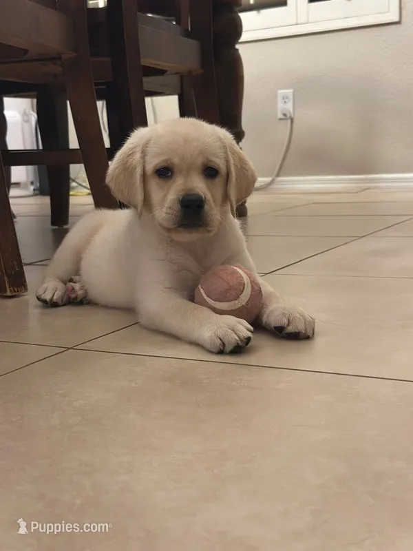 Winnie – Labrador Retriever puppy for sale in Phoenix, AZ