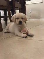 Winnie, a female Labrador Retriever for sale in Phoenix, AZ – 1 of 2