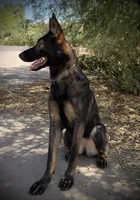 Marketta, a female German Shepherd Dog for sale in Phoenix, AZ – 6 of 7