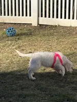 Diva , a female English Cream Golden Retriever for sale in Kings Park, NY – Photo 2 of 3