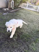 Diva , a female English Cream Golden Retriever for sale in Kings Park, NY – Photo 3 of 3
