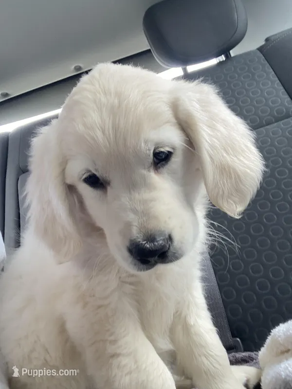 Diva  – English Cream Golden Retriever puppy for sale in Kings Park, NY