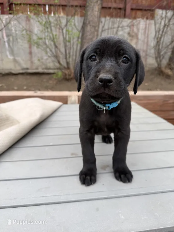 Blue boy – American Staffordshire Terrier, Golden Retriever puppy for sale in Aurora, CO