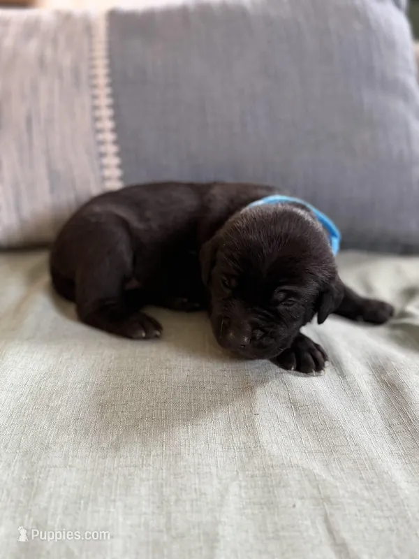 Blue boy – American Staffordshire Terrier, Golden Retriever puppy for sale in Aurora, CO