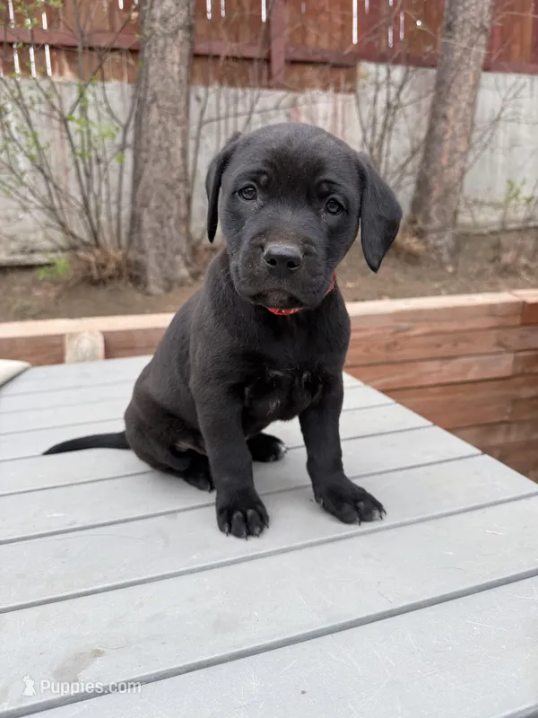 Red Boy – American Staffordshire Terrier, Golden Retriever puppy for sale in Aurora, CO