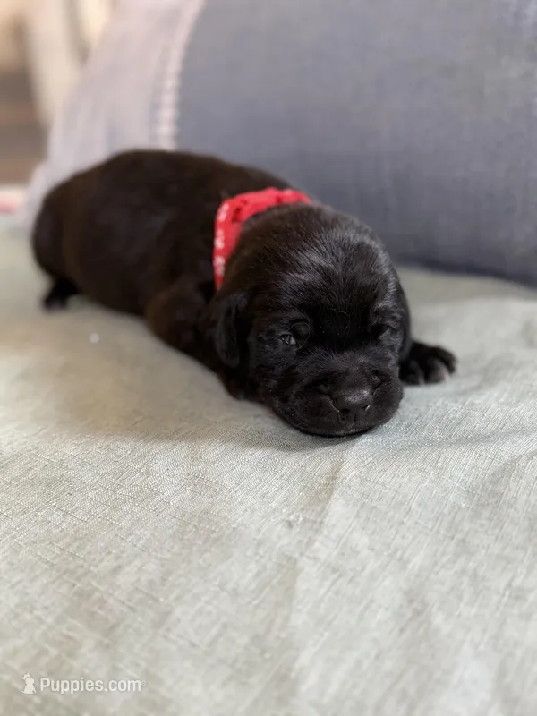 Red Boy – American Staffordshire Terrier, Golden Retriever puppy for sale in Aurora, CO