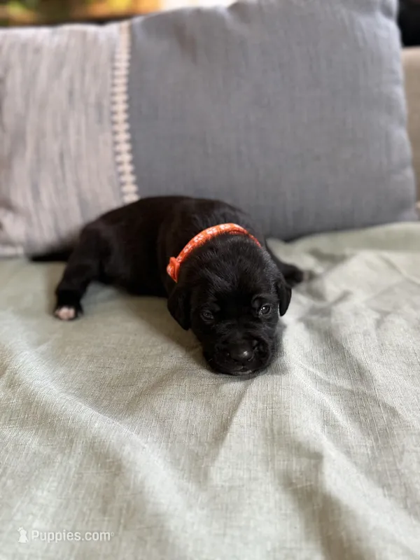 Orange boy  – American Staffordshire Terrier, Golden Retriever puppy for sale in Aurora, CO