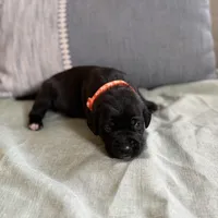 Orange boy , a male American Staffordshire Terrier and Golden Retriever for sale in Aurora, CO – Photo 1 of 3