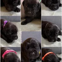 Orange boy , a male American Staffordshire Terrier and Golden Retriever for sale in Aurora, CO – Photo 2 of 3