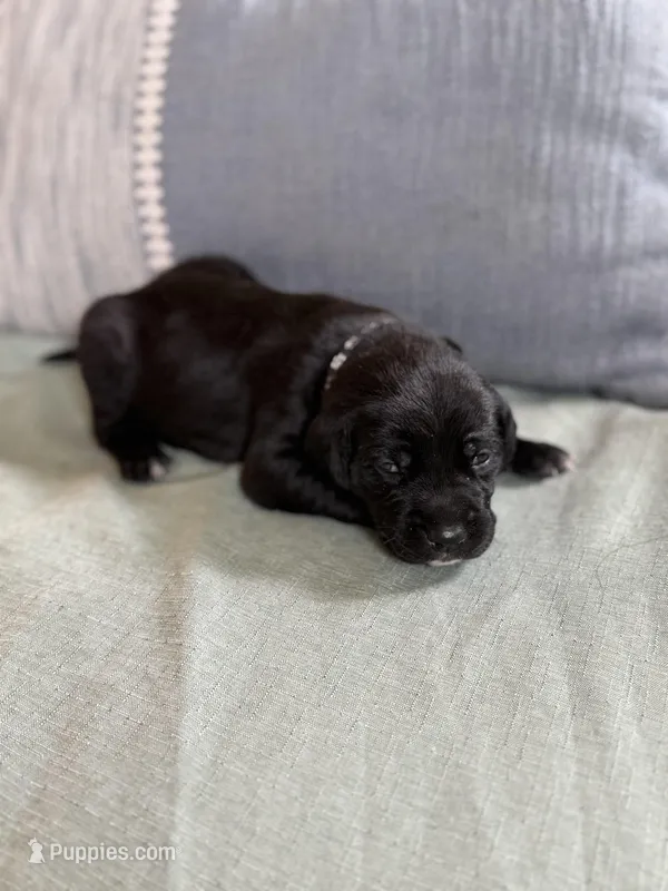 Black boy – American Staffordshire Terrier, Golden Retriever puppy for sale in Aurora, CO