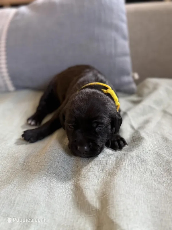 Yellow girl – American Staffordshire Terrier, Golden Retriever puppy for sale in Aurora, CO