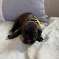 Yellow girl, a female American Staffordshire Terrier and Golden Retriever for sale in Aurora, CO – Photo 3 of 5