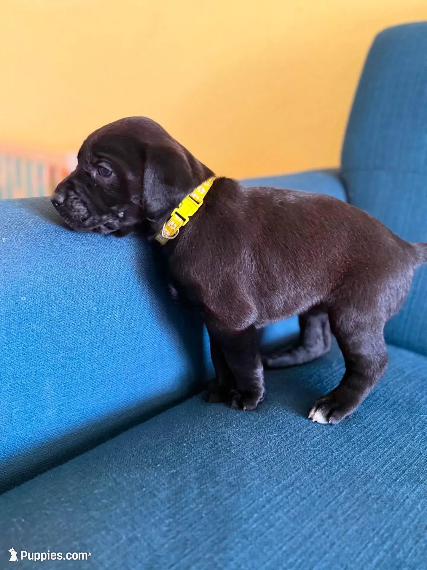 Yellow girl, a female American Staffordshire Terrier and Golden Retriever for sale in Aurora, CO – Photo 2 of 5
