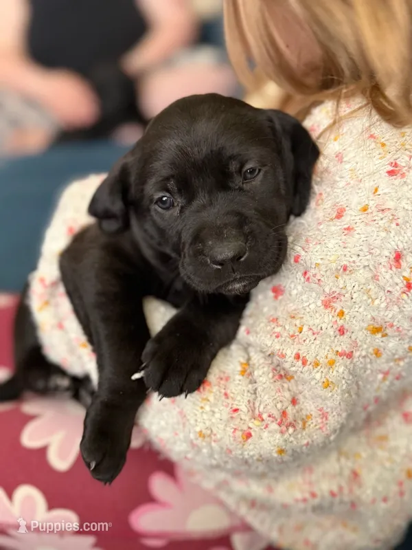 Yellow girl – American Staffordshire Terrier, Golden Retriever puppy for sale in Aurora, CO