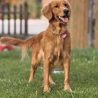 Yellow girl, a female American Staffordshire Terrier and Golden Retriever for sale in Aurora, CO – Photo 5 of 5