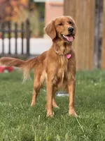 Yellow girl, a female American Staffordshire Terrier and Golden Retriever for sale in Aurora, CO – Photo 2 of 2