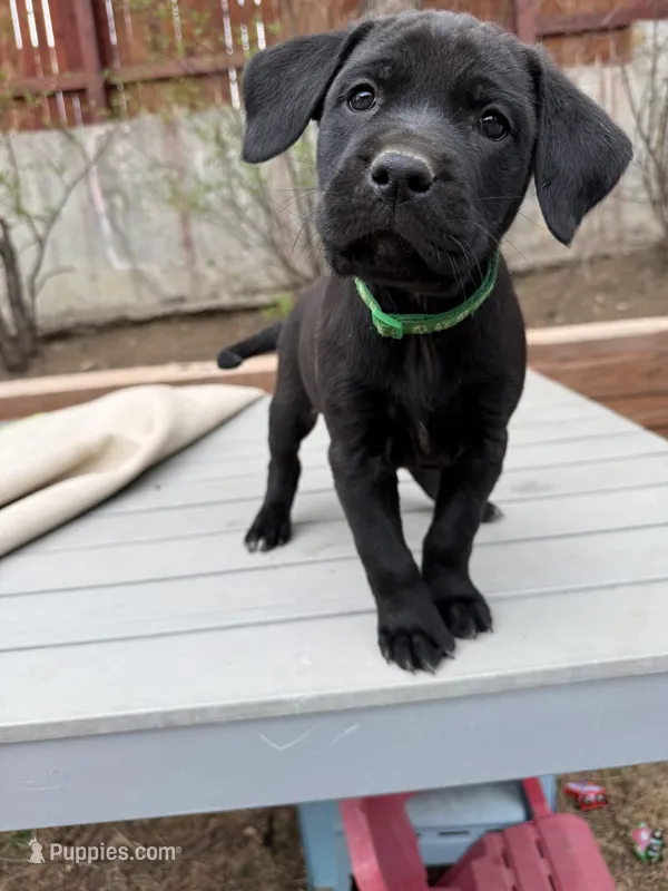 Green boy – American Staffordshire Terrier, Golden Retriever puppy for sale in Aurora, CO