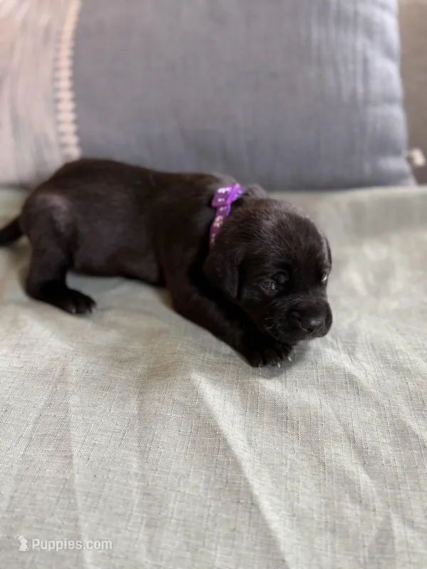 Purple girl – American Staffordshire Terrier, Golden Retriever puppy for sale in Aurora, CO