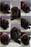 Purple girl, a female American Staffordshire Terrier and Golden Retriever for sale in Aurora, CO – Photo 1 of 2