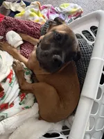 Knox, a male Cane Corso for sale in Charlestown, IN – 2 of 3