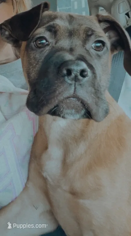 Knox – Cane Corso puppy for sale in Charlestown, IN