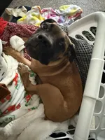Knox, a male Cane Corso for sale in Charlestown, IN – 3 of 3