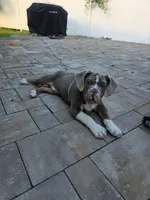 Bluey , a male English Bulldog for sale in Hastings On Hudson, NY – 2 of 3
