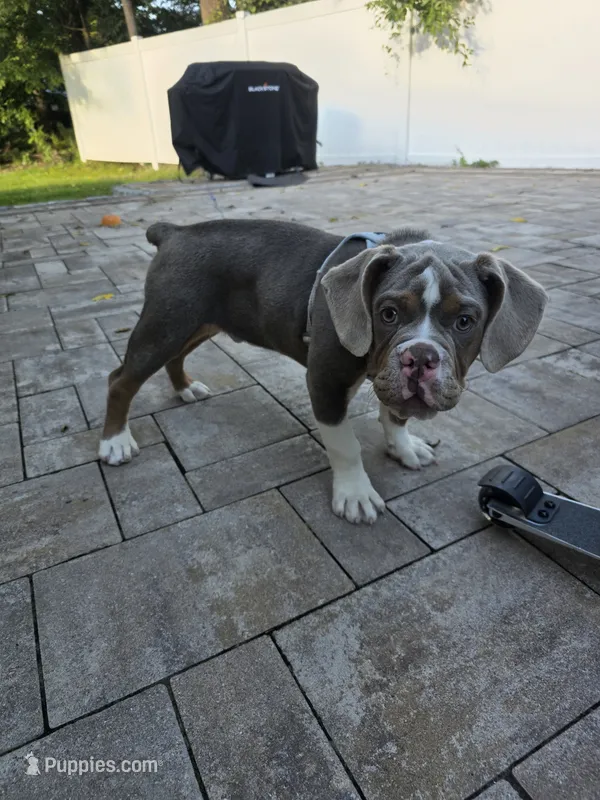 Bluey  – English Bulldog puppy for sale in Hastings On Hudson, NY