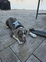 Bluey , a male English Bulldog for sale in Hastings On Hudson, NY – 3 of 3