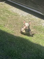 Nova, a female French Bulldog for sale in Leland, MS – Photo 3 of 3