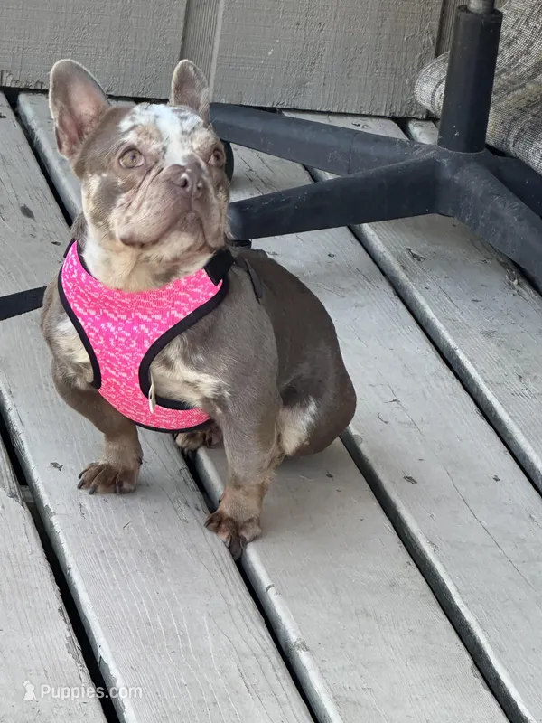 Nova – French Bulldog puppy for sale in Leland, MS